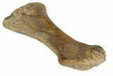 Hadrosaur (Maiasaura) Metatarsal With Stand - Montana #113356-2